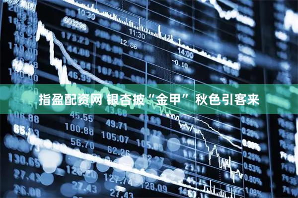 指盈配资网 银杏披“金甲” 秋色引客来