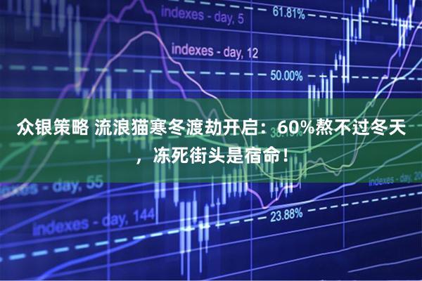 众银策略 流浪猫寒冬渡劫开启：60%熬不过冬天，冻死街头是宿命！